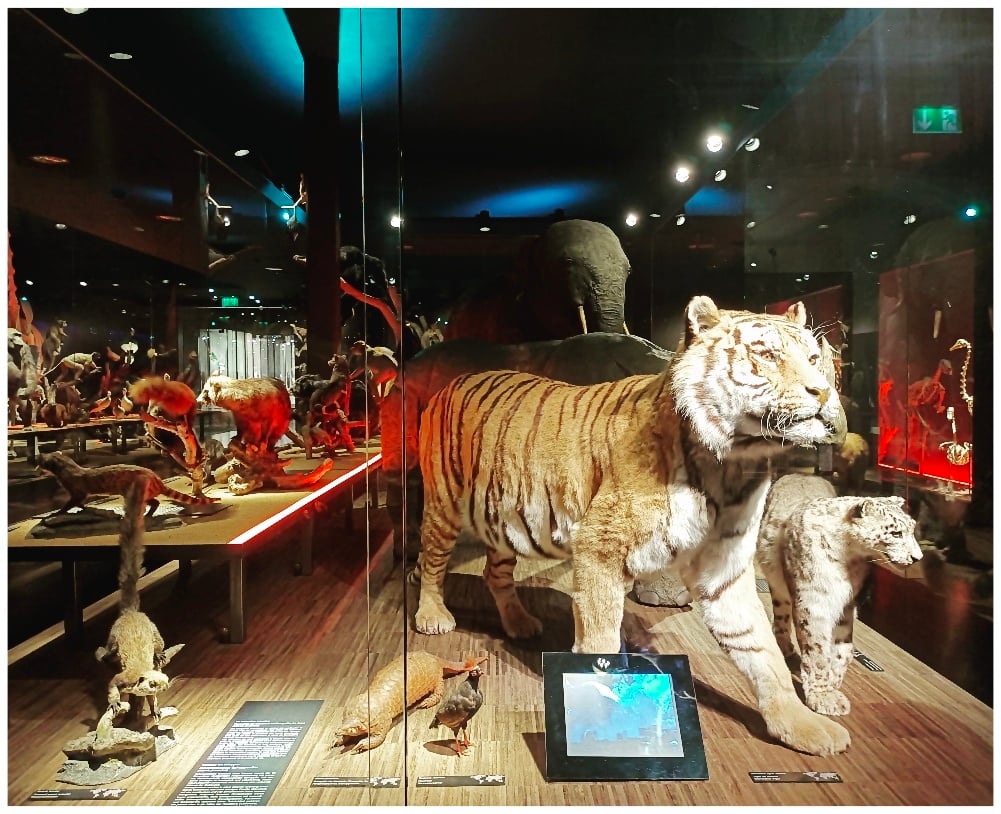 Musée d'histoire naturelle 3