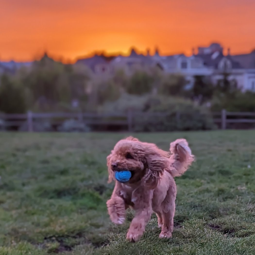 Alamo Square Dog Play Area 1