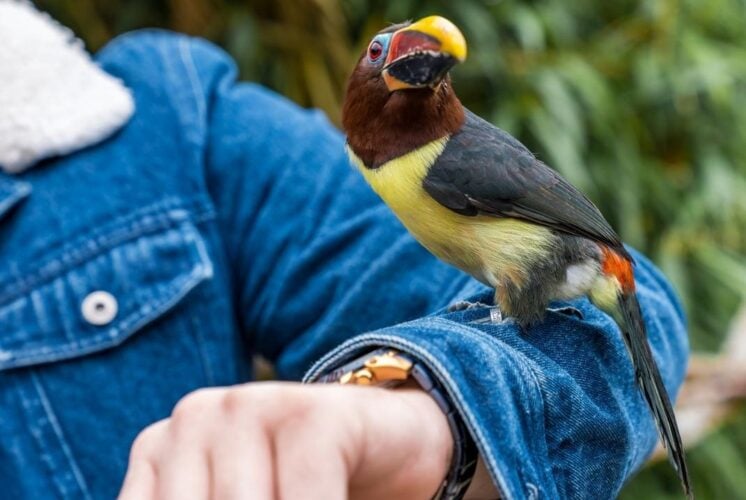 Raptor Festival 1