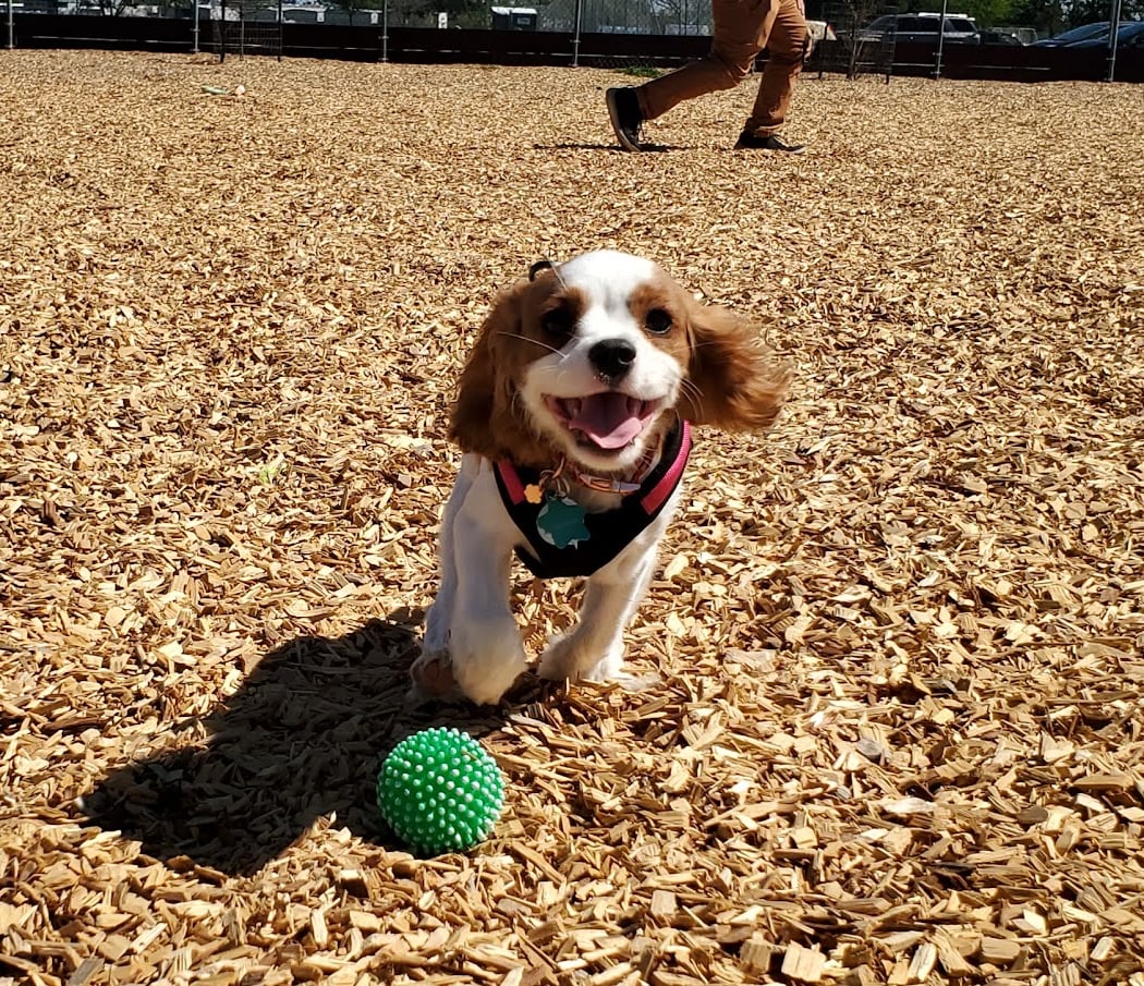 Centennial Dog Park 1