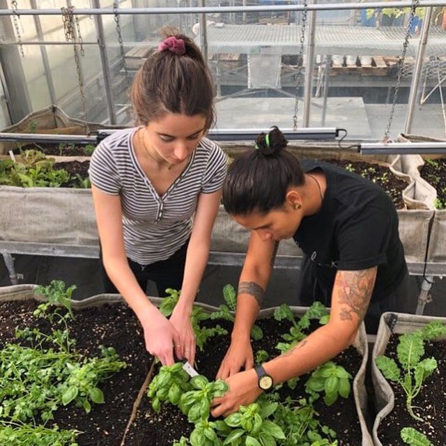 Concordia Greenhouse 3