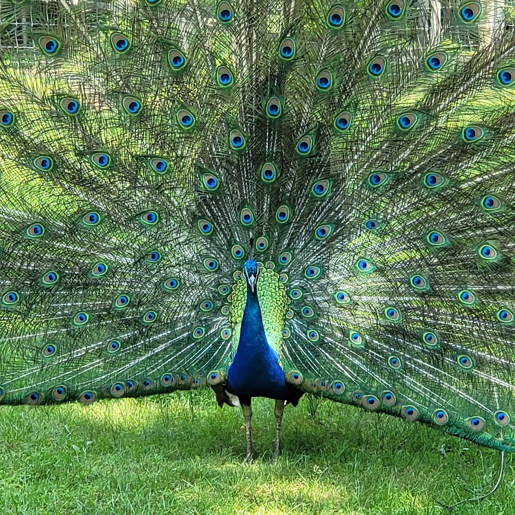 Fort Rickey Discovery Zoo 3