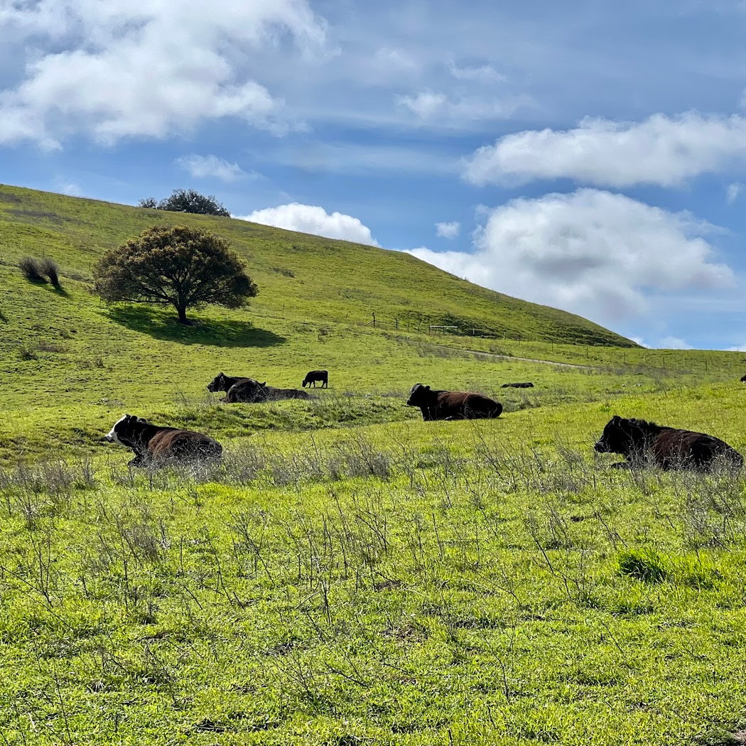 Briones Regional Park 2