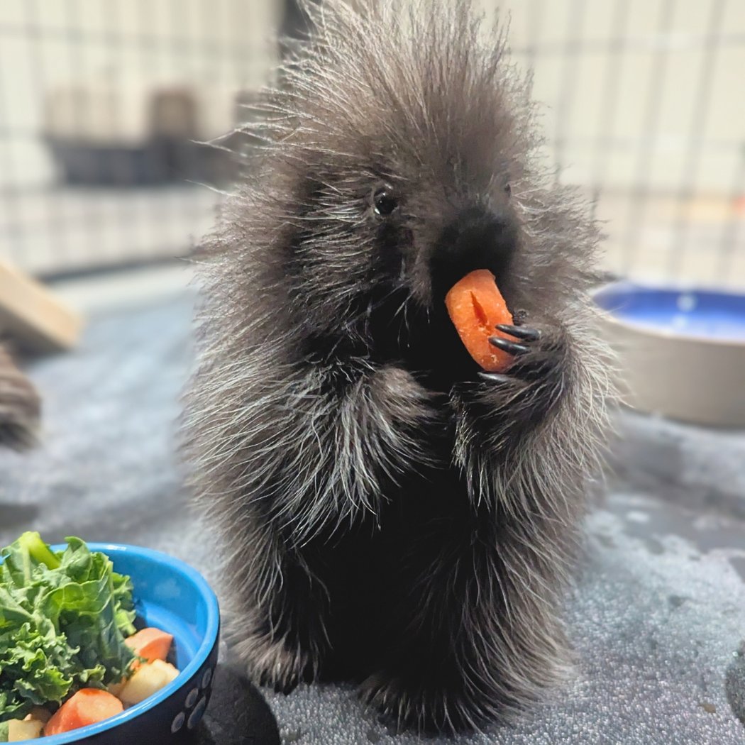 Porcupettes Up Close 1