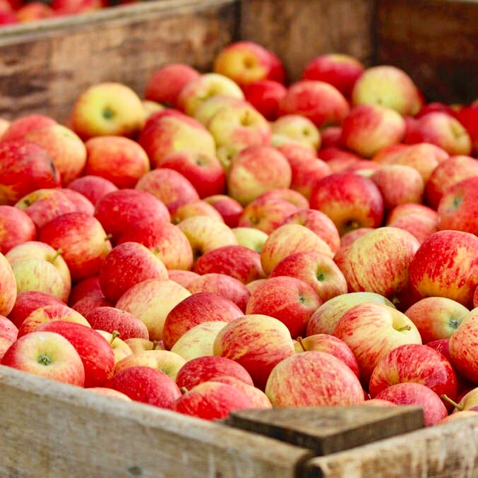 Apple Hill 1