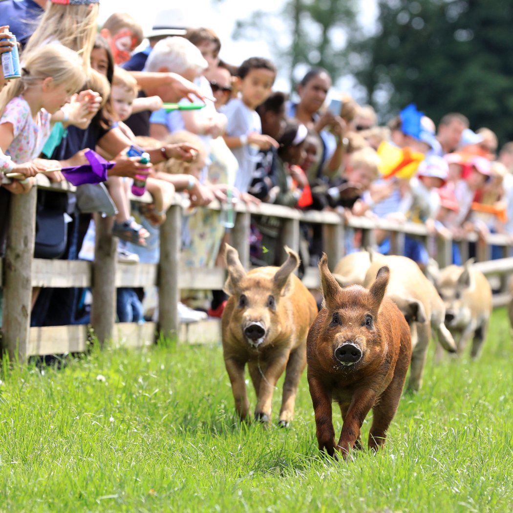 Fall Pumpkin Harvest Festival 3
