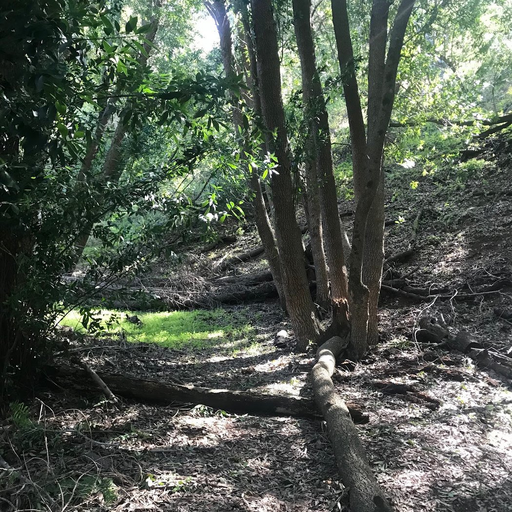 Stephen E. Abbors Trail 2
