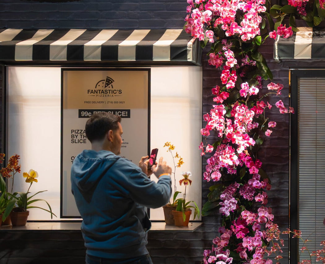 Orchid Nights 3
