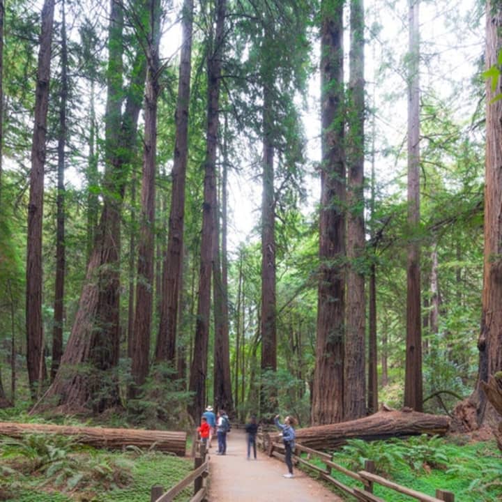 Muir Woods and Sausalito Day Tour & Bay Cruise 1