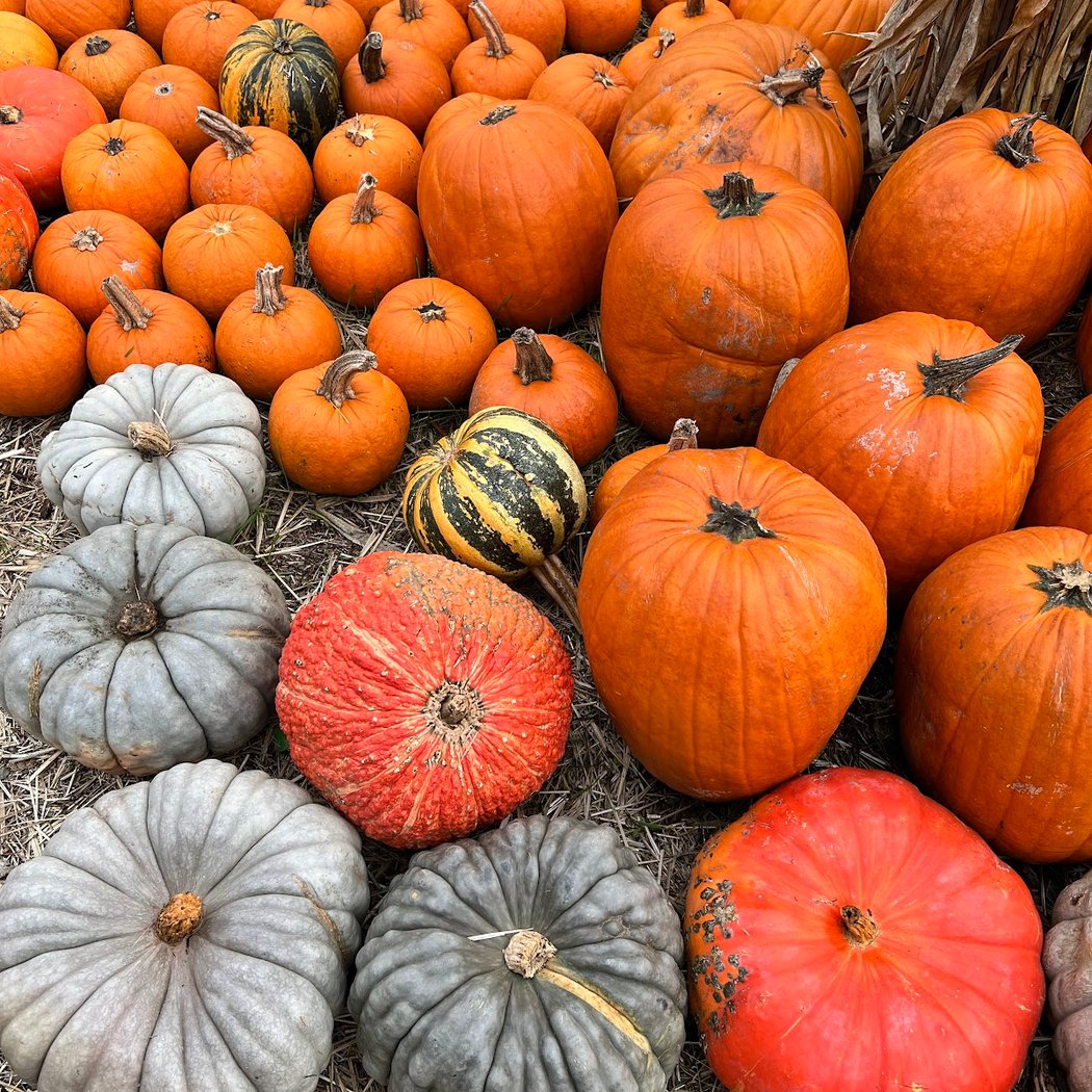 The Great Pumpkin Patch, Emerald Forest Christmas Trees 1