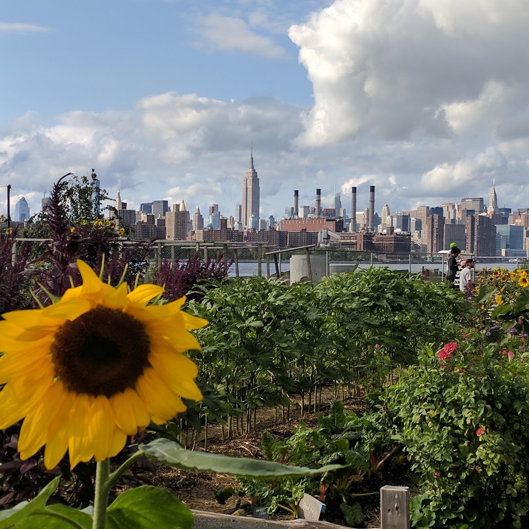 North Brooklyn Farms 1