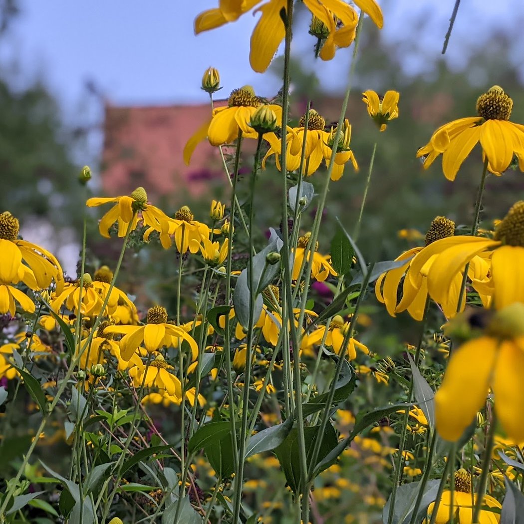 Community Garden Tour 2025 3