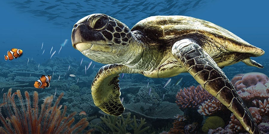 L’Odyssée de la tortue 3D 1