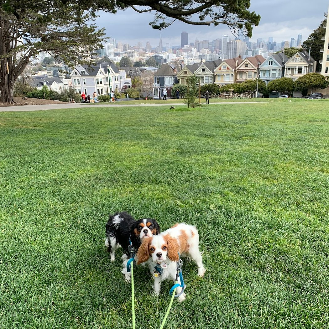 Alamo Square Dog Play Area 3