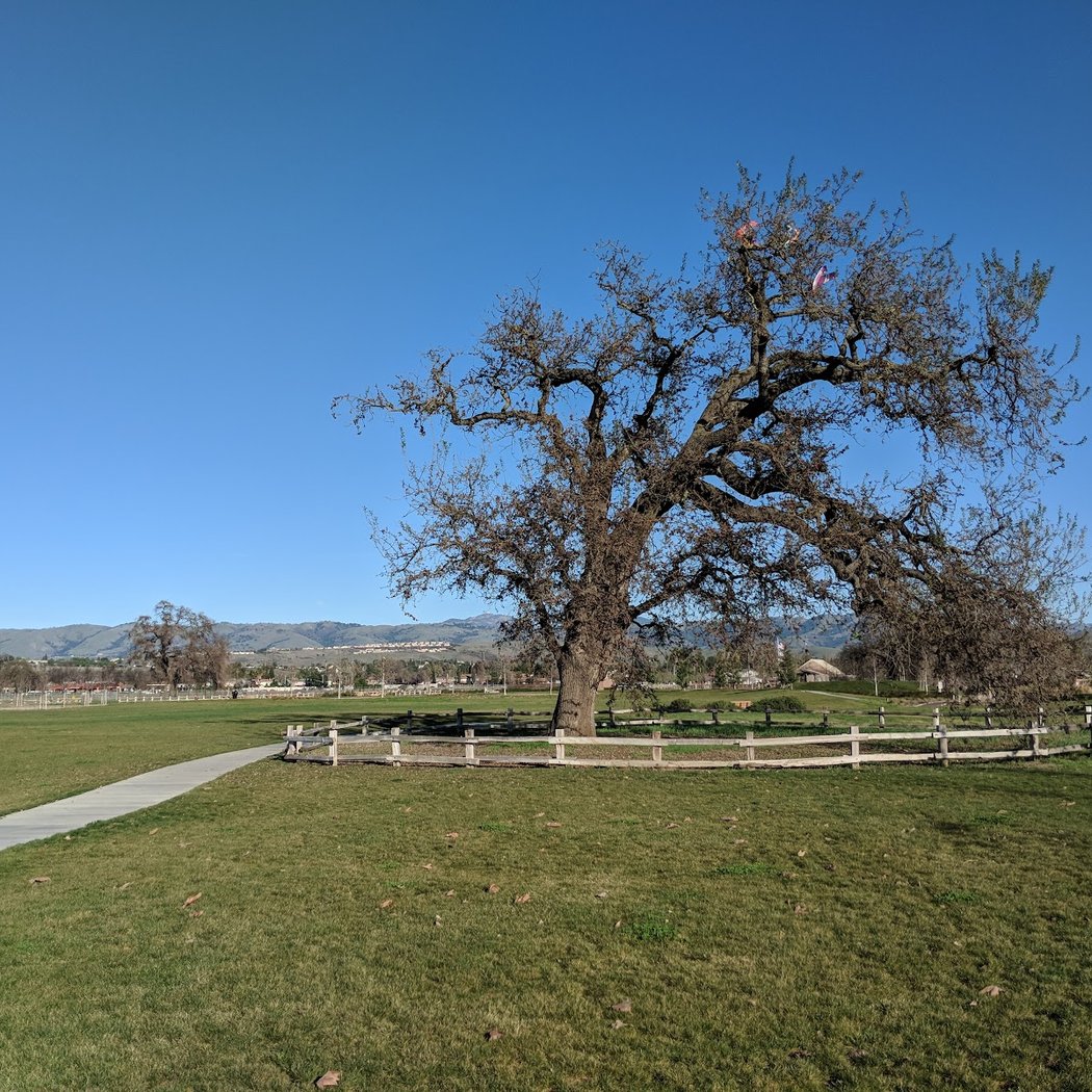 MCP Winter Fruit Tree Pruning 2