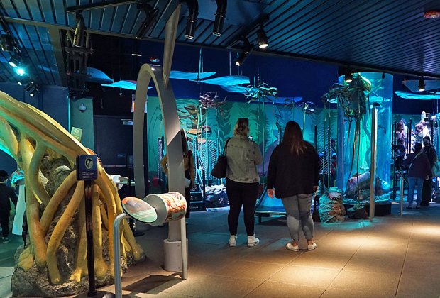 New York Aquarium + Coney Island Boardwalk 2