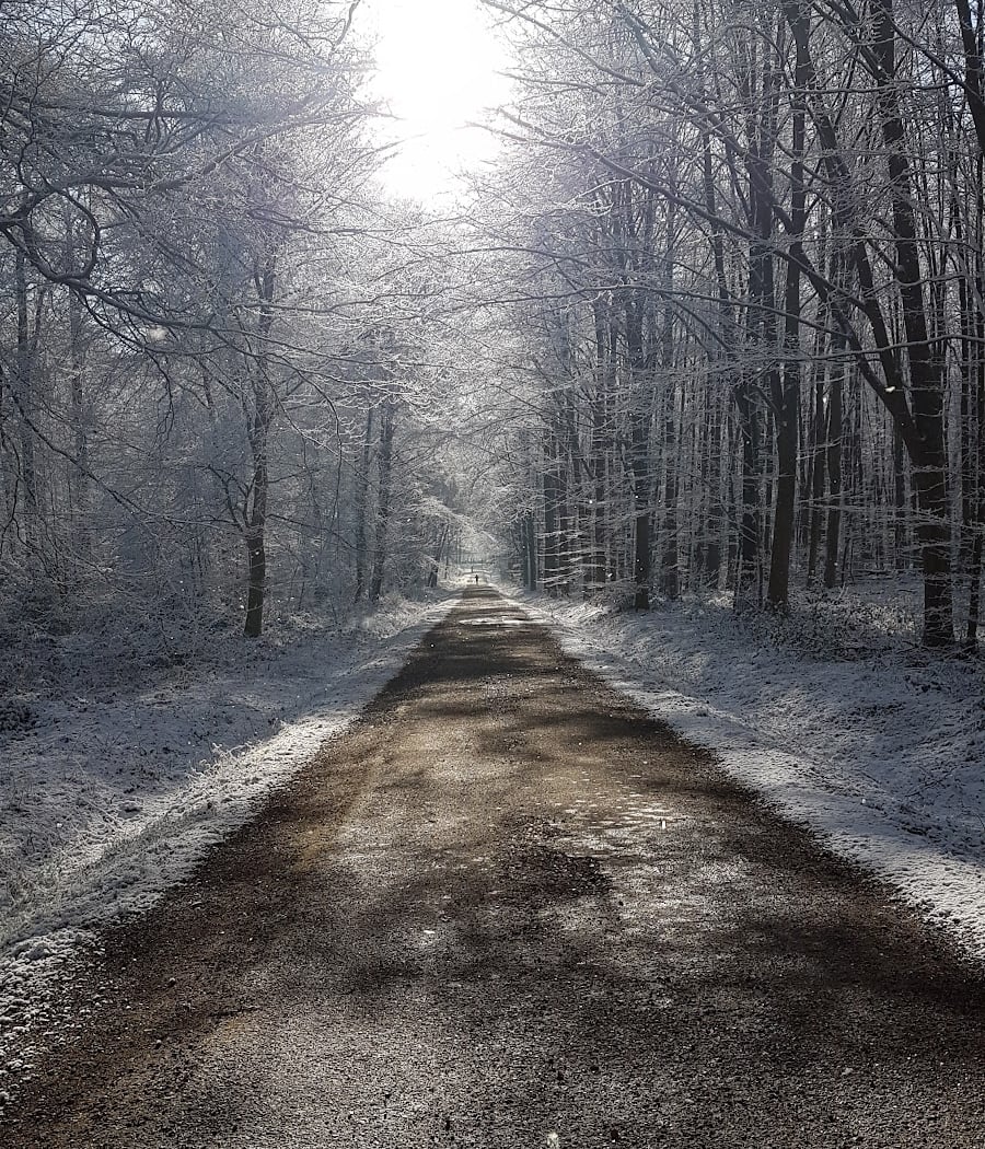 Forêt de Londe-Rouvray 1
