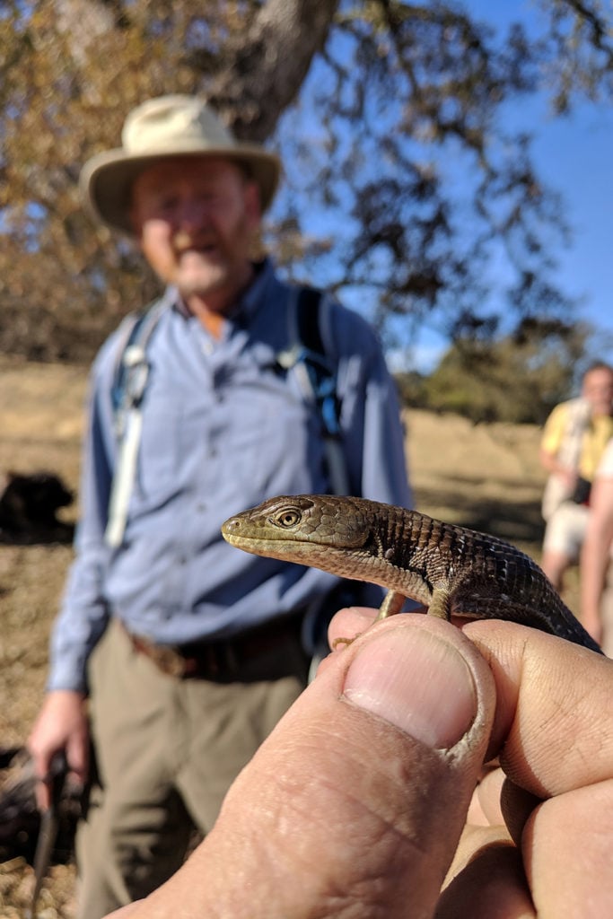 Wantrup Preserve Reptiles & Amphibians Hike (Members Only) 1