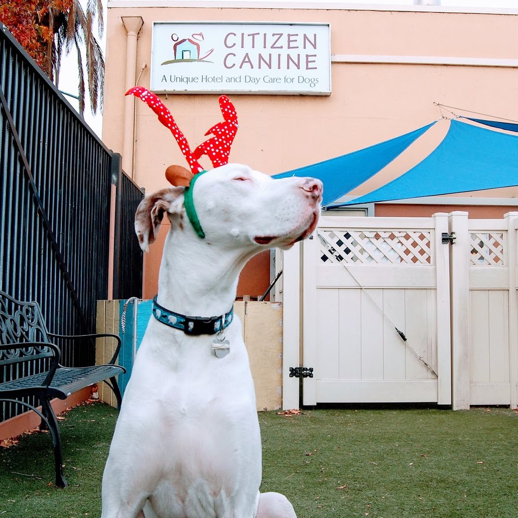 Citizen Canine 1
