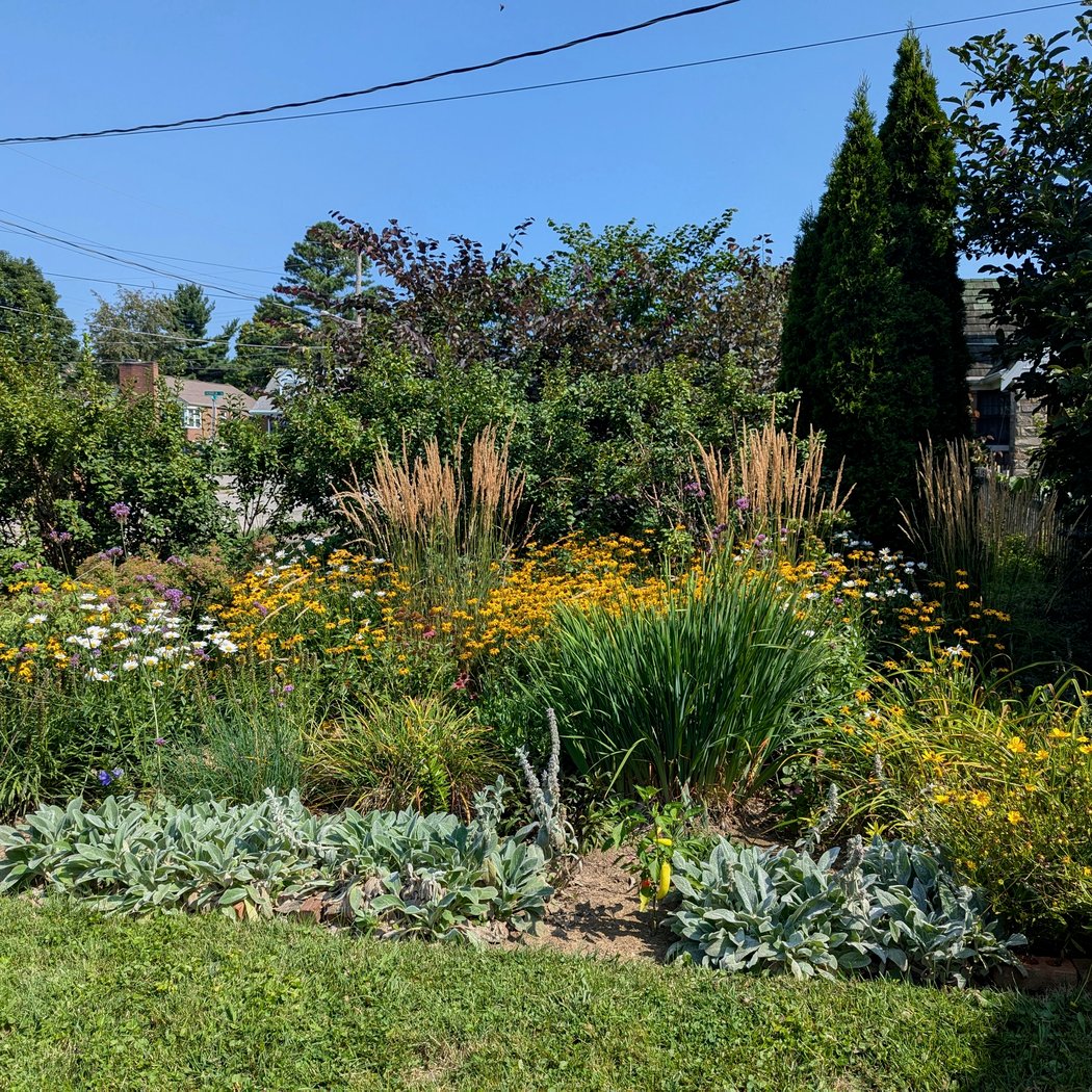 Native Plant Support Group: Medicinal Native Plants 3