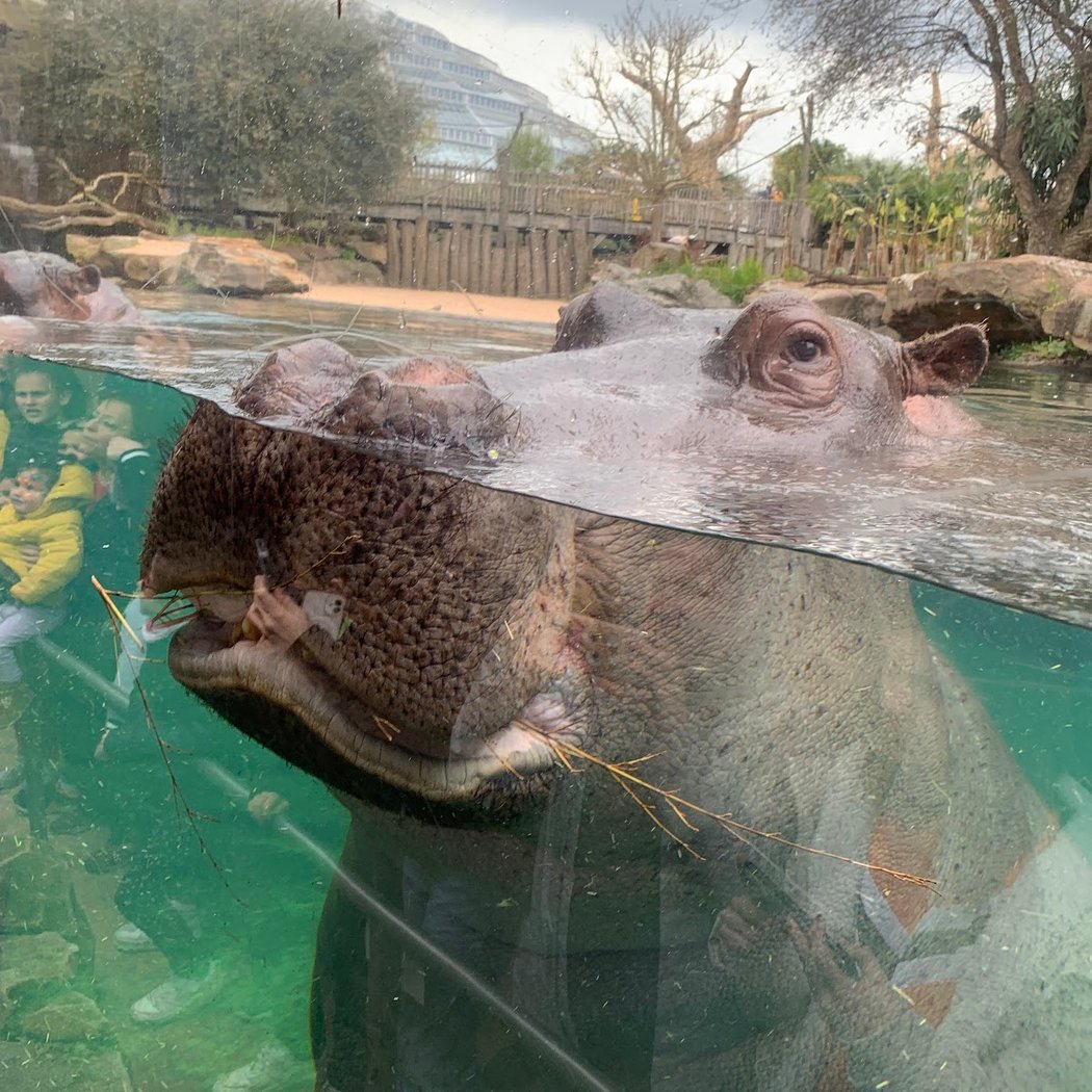 La Réserve des Hippopotames 1