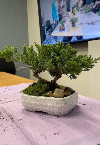 Art of Bonsai Workshop 1