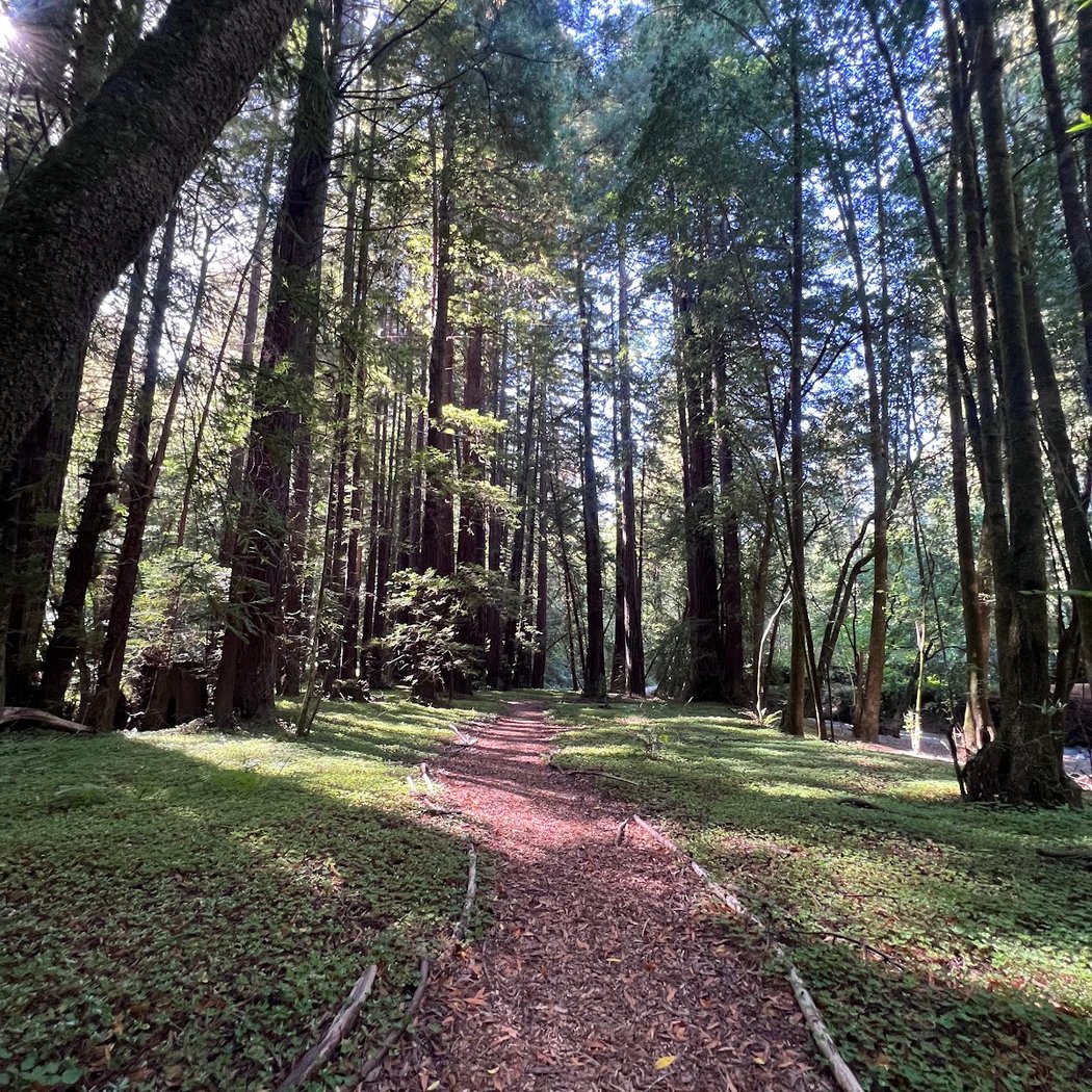 Monte Rio Redwoods Trailhead 3