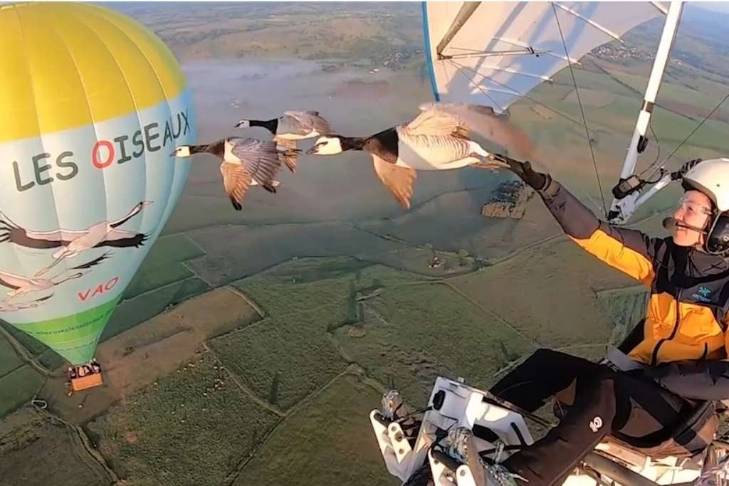 Fly with Birds 1