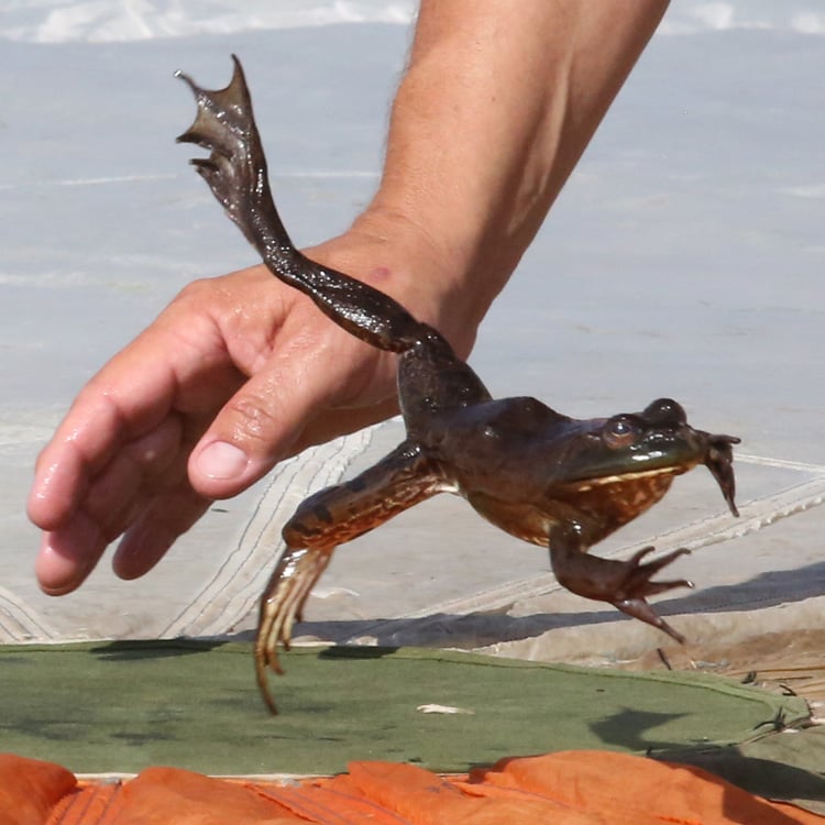 65th Annual Frog Jump 3