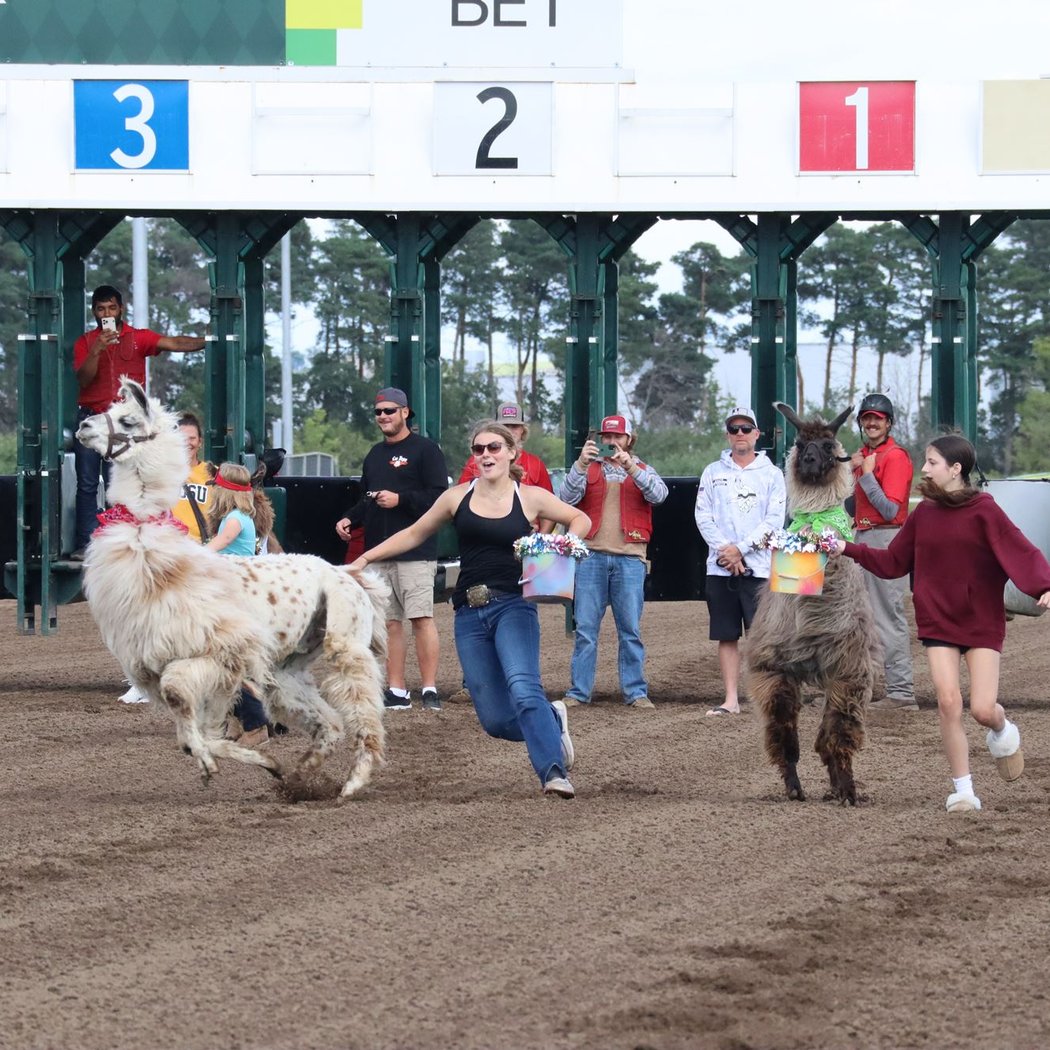 Unicorn & Llama Races 1