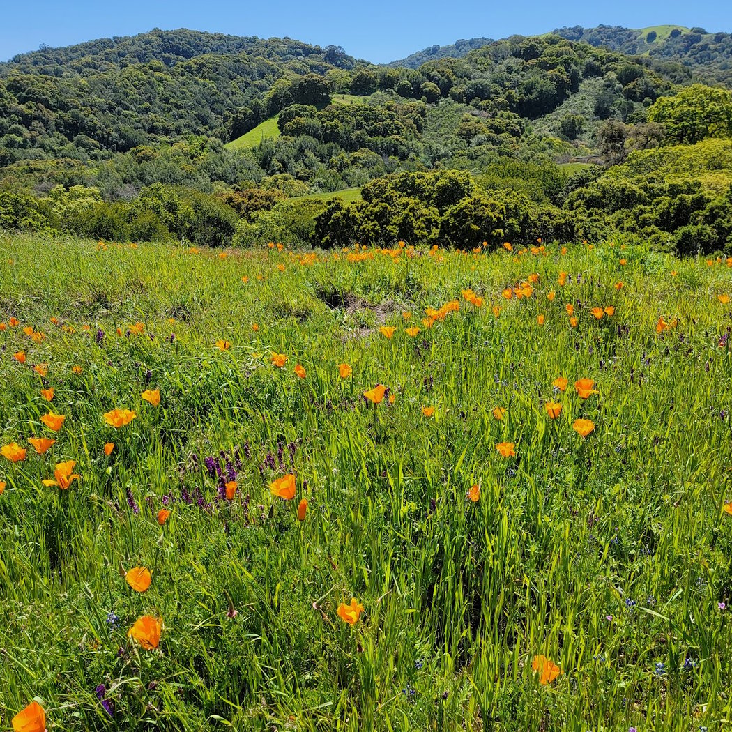 The Preserve Staging Area 1