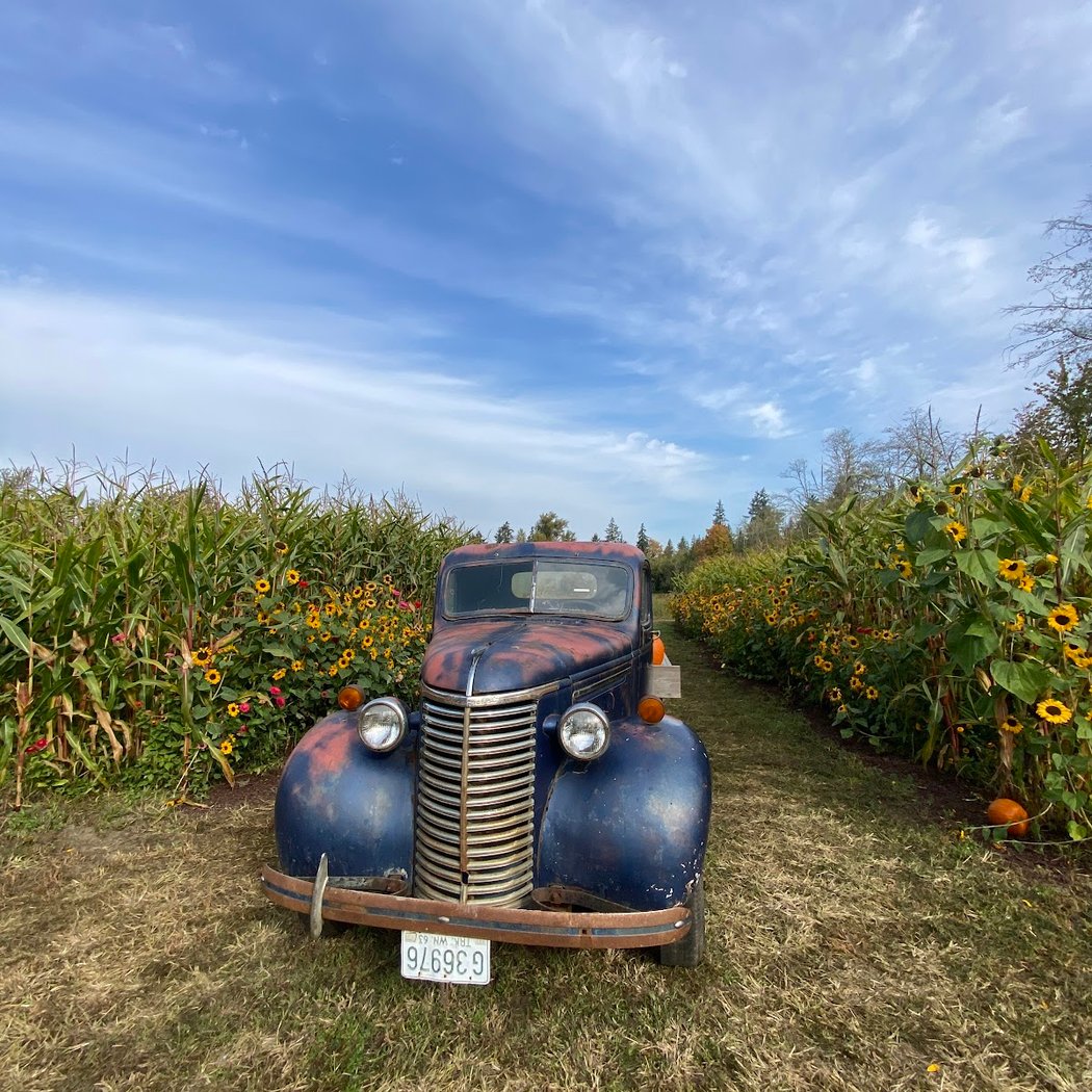 2026 Pumpkin Patch Season 2
