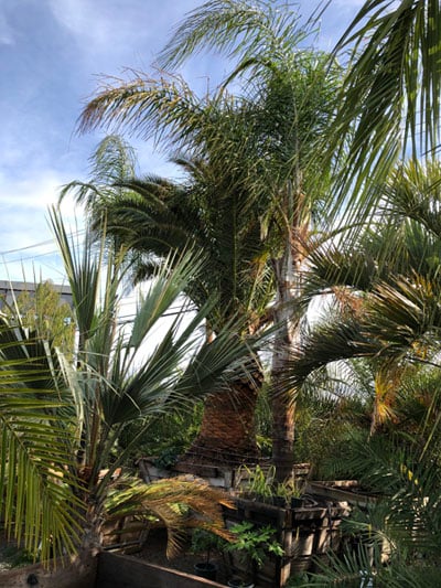 Palm Island Nursery Outlet 3