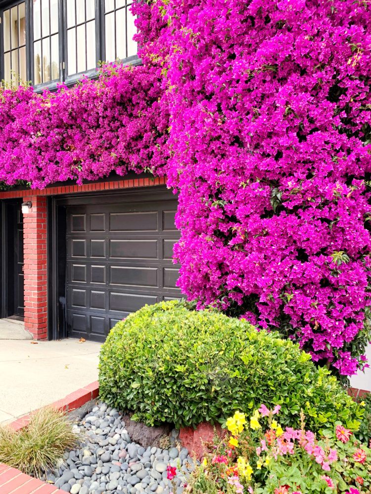 Bougainvilleas Care Home 3