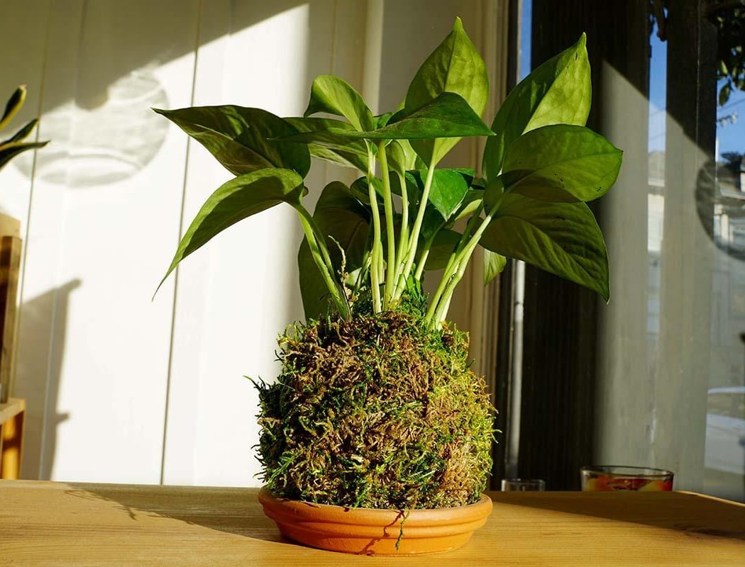 Kokedama: Japanese Hanging Plant & Moss Ball Gardens 1