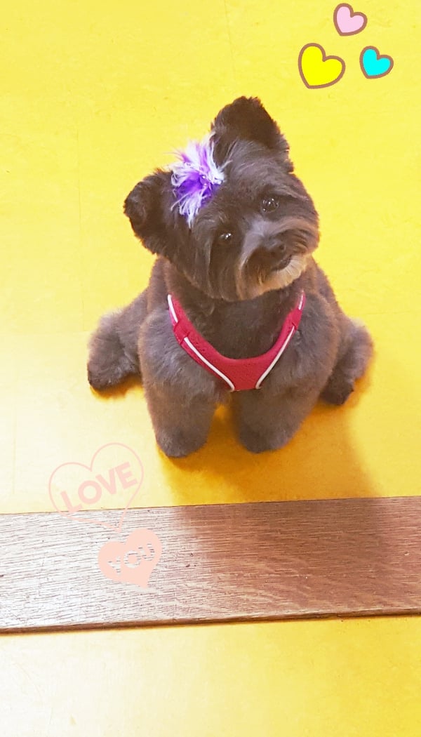 Shaggie Pets Grooming Salon 2