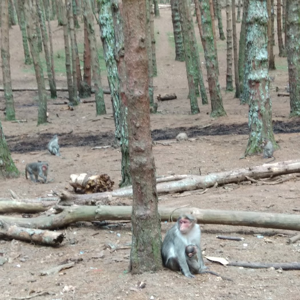 Pine Forest 3