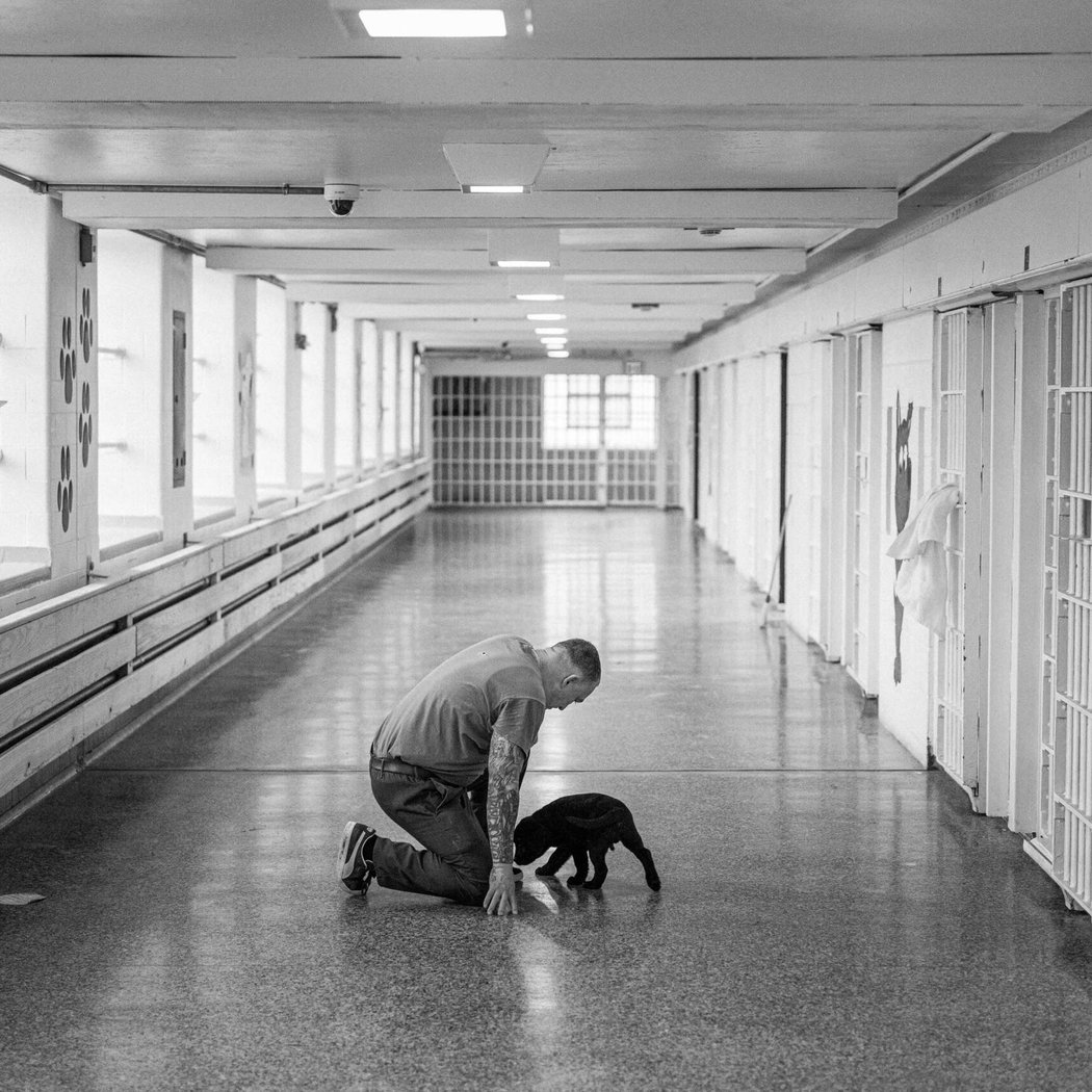 Puppies Behind Bars 2