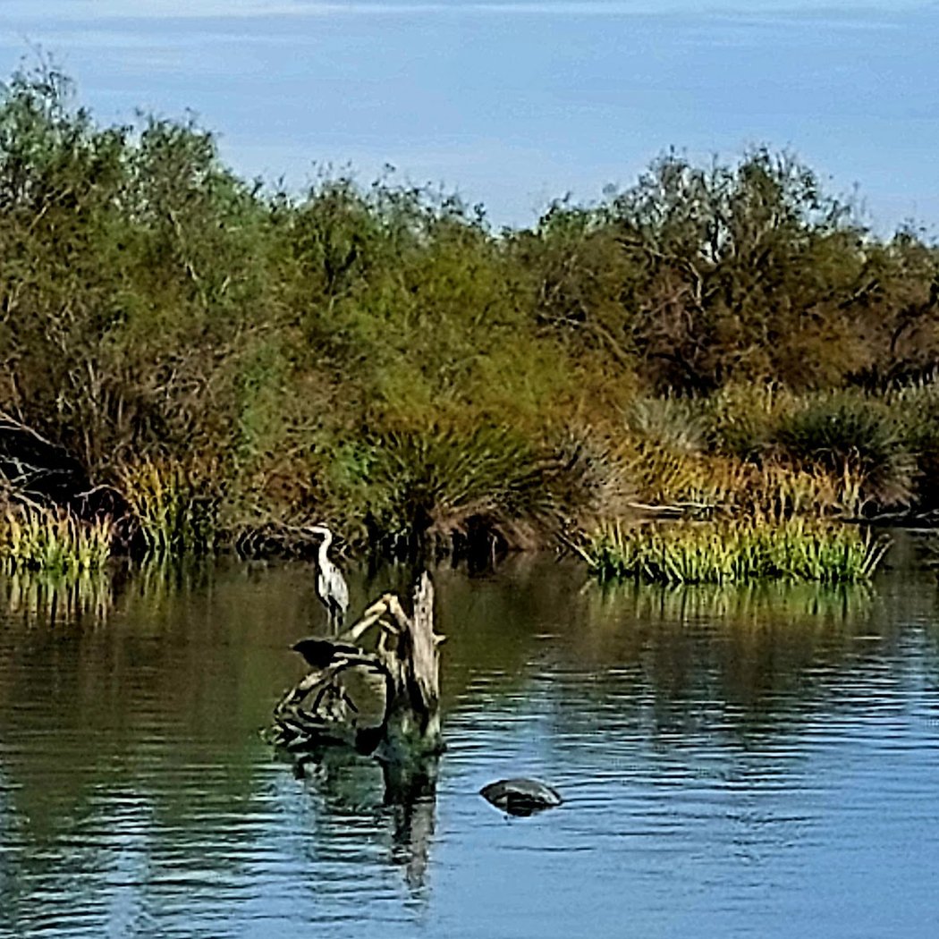 Tiki III 3