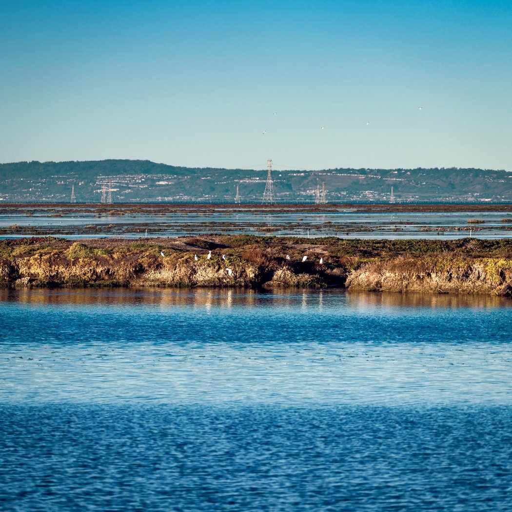 Bair Island Wildlife Refuge & Trail 1