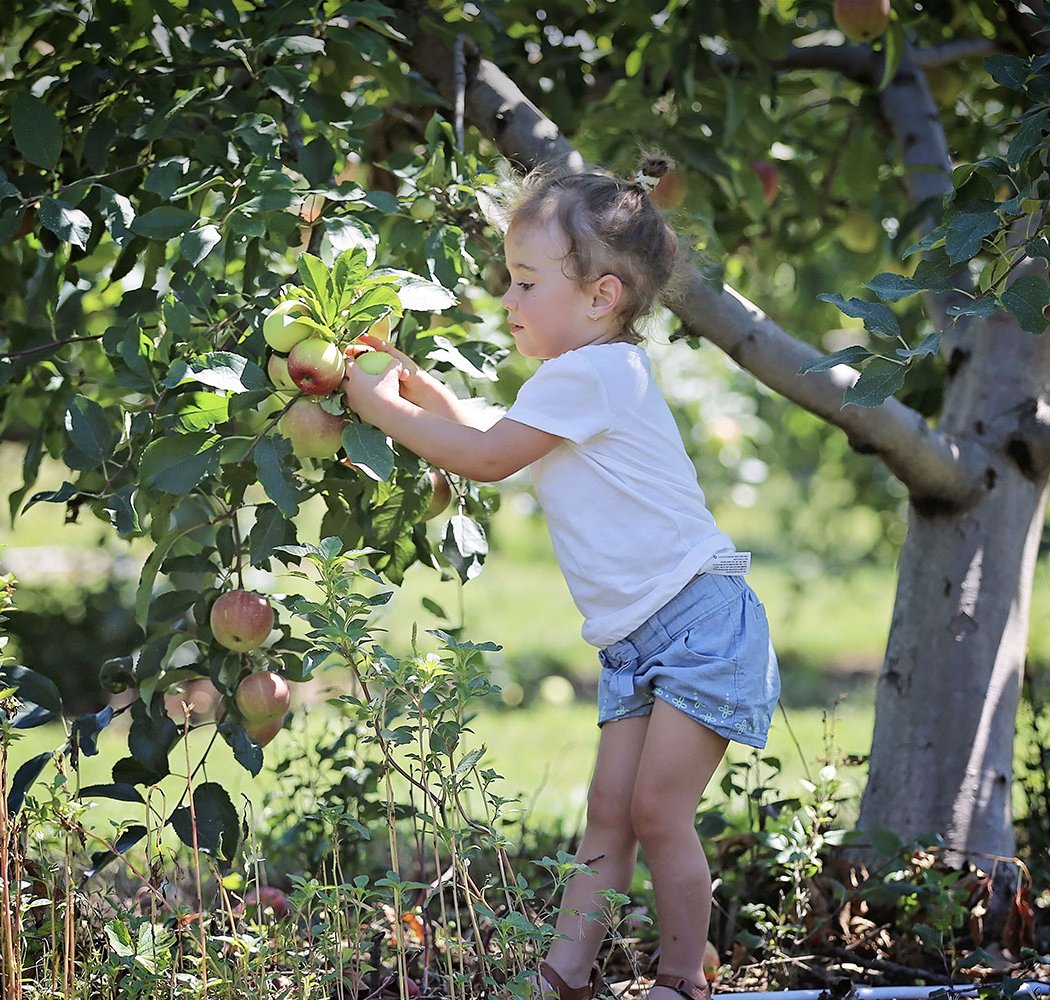 Lawrence Farms Orchards 1