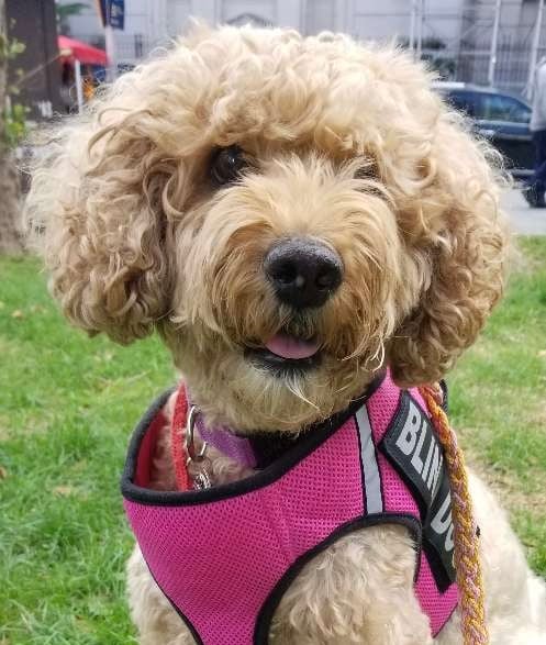 Jordan's Pet Care - Brooklyn Dog Walking and Pet Sitting 2