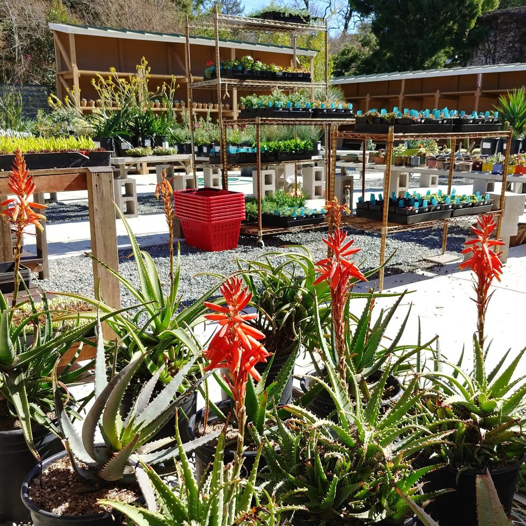 Cactus Jungle Nursery and Garden 3