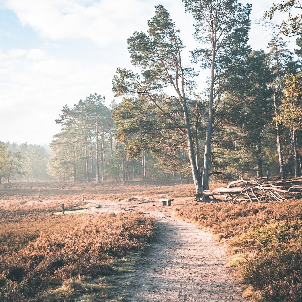 Fischbeker Heide 3