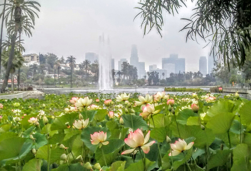 Echo Park Lotus Run 5K 2