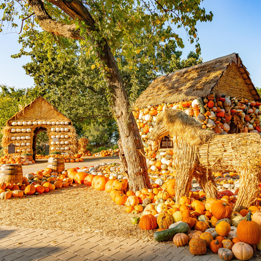 Autumn at the Arboretum: Harvest Hues 4