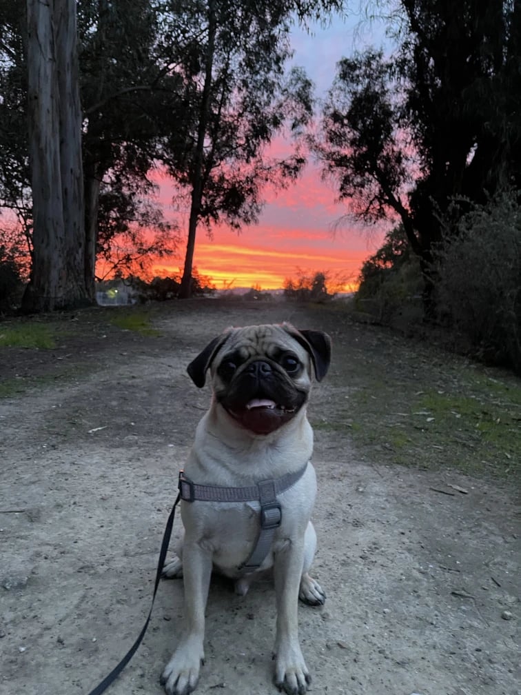 Earl Warren Dog Park 1