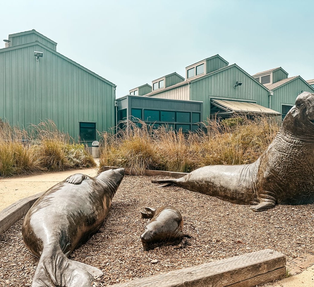 NEW Exhibit at the Seymour Marine Discovery Center, Grand Opening Weekend 2