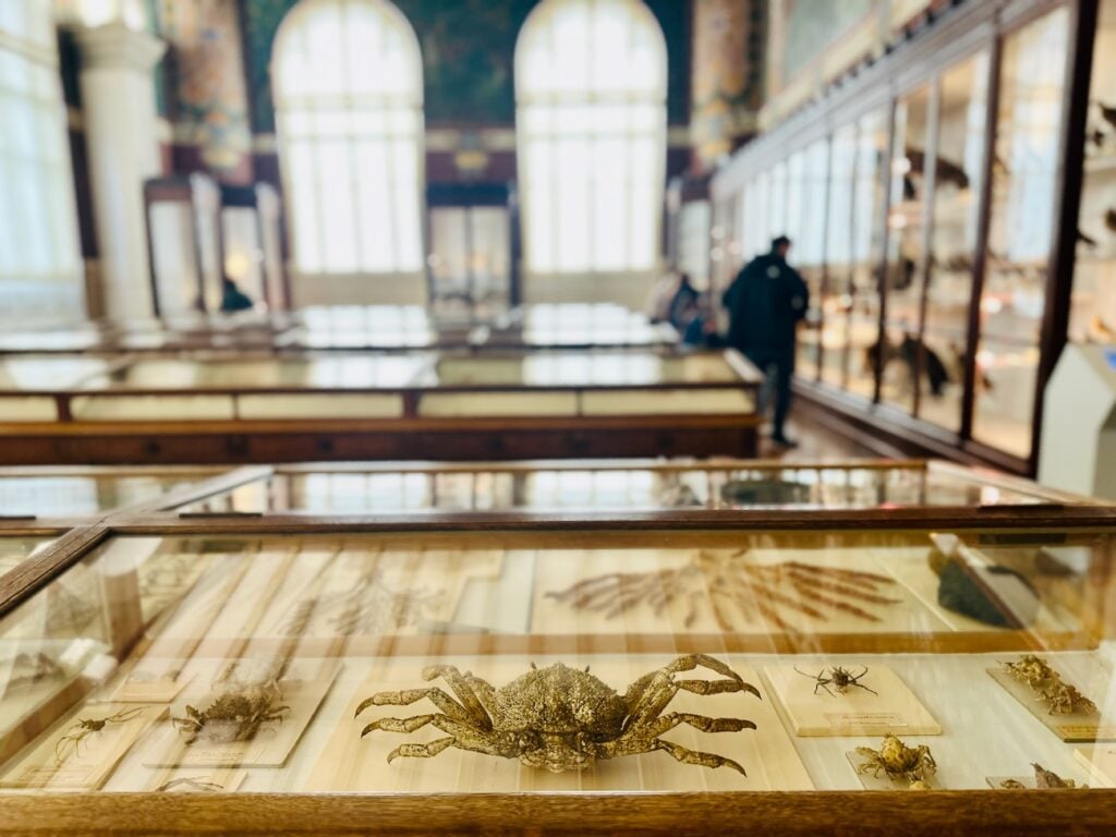 Natural History Museum of Marseille 1