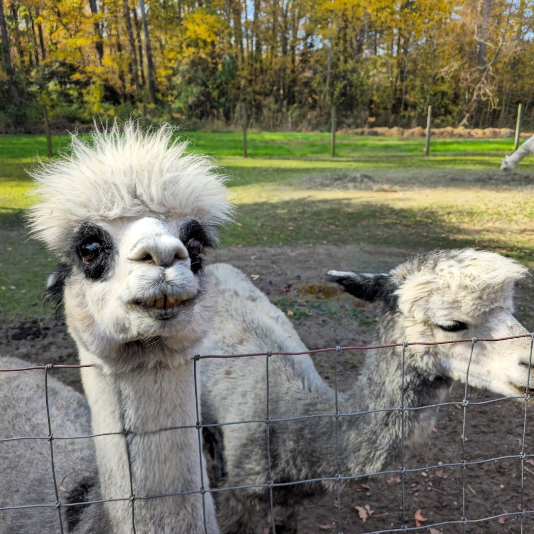 Jersey Shore Alpacas 1